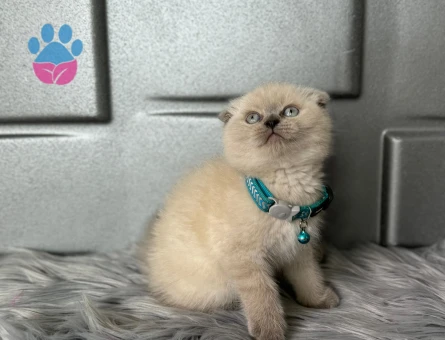 Scottish Fold Bluepoint Erkek 2 Aylık