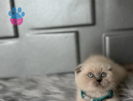 Scottish Fold Bluepoint Erkek 2 Aylık