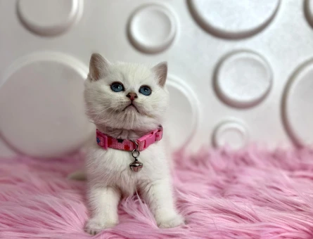 British Shorthair Silver Point Dişi 2 Aylık