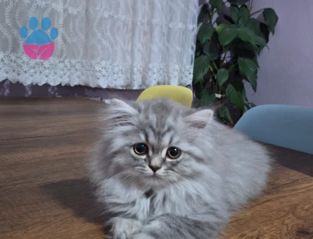 3 aylık British, Scotthish, Longhair, Shorthair yavrularımız