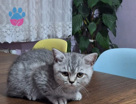 3 aylık British, Scotthish, Longhair, Shorthair yavrularımız