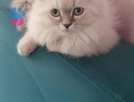 3 aylık British, Scotthish, Longhair, Shorthair yavrularımız