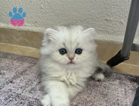 British Longhair 2 Aylık Bursa Kedi