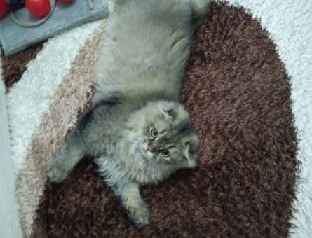British Longhair 6 Aylık ERKEK - 4422