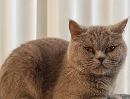 British Shorthair 1 Yaşında Yuva Arıyor - 4424