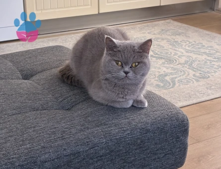 British Shorthair 1 Yaşında Yuva Arıyor