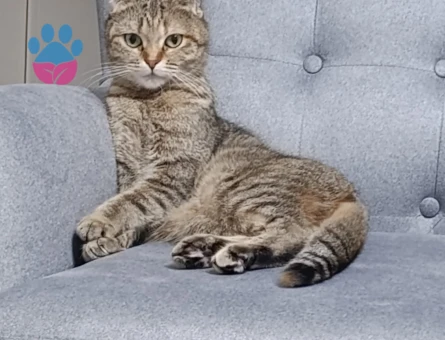 Scottish Fold 4 Yaşında Eş Arıyorum
