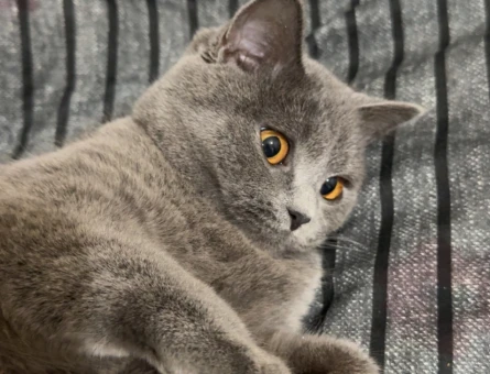9 Aylık Dişi British Shorthair Yuva Arıyor - 4428