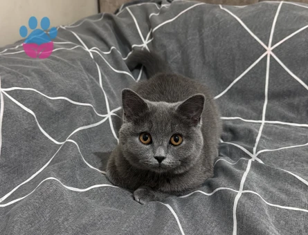9 Aylık Dişi British Shorthair Yuva Arıyor