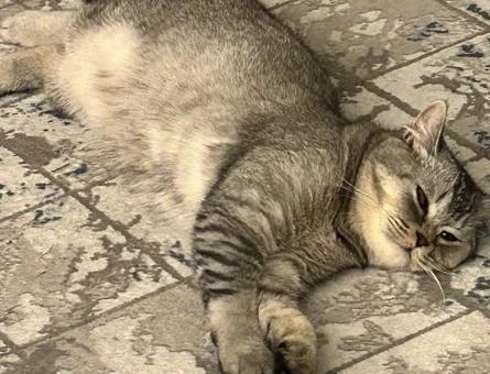 british shorthair ücretsiz sahiplendirme