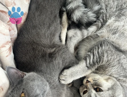 british shorthair ücretsiz sahiplendirme