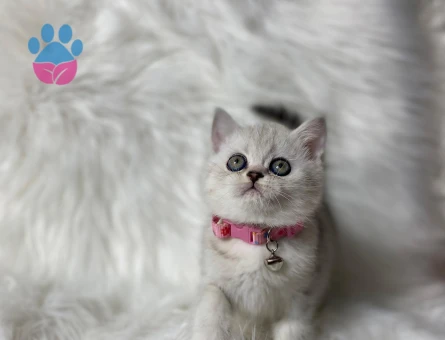 British Shorthair Silver Dişi 2 Aylık