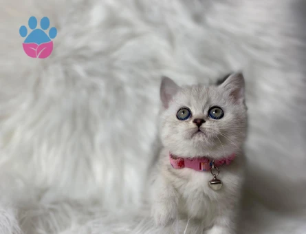 British Shorthair Silver Dişi 2 Aylık