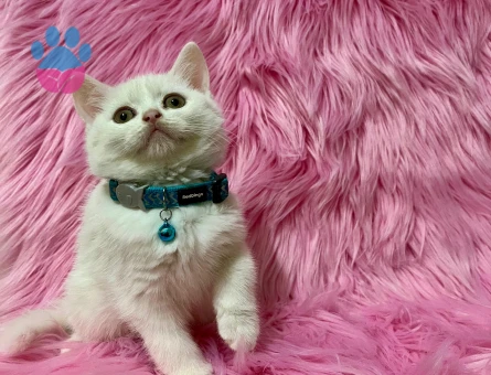 British Shorthair Beyaz Erkek Yavrumuz