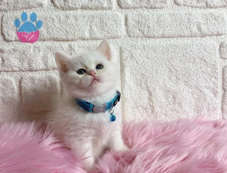 British Shorhair Kar Beyazı Güzellik Yuva Arıyor