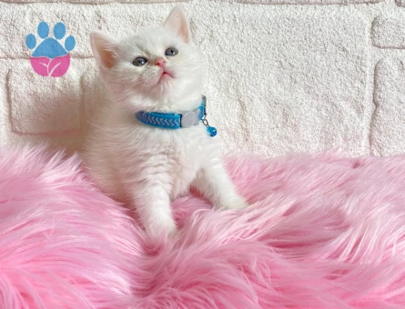 British Shorhair Kar Beyazı Güzellik Yuva Arıyor