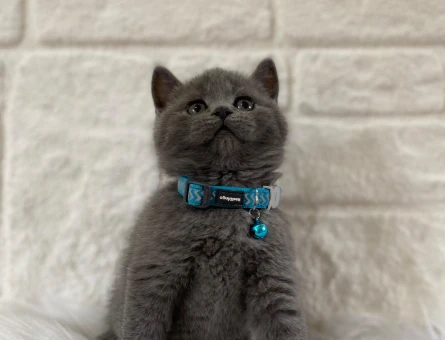 British Shorthair Erkek 2 Aylık