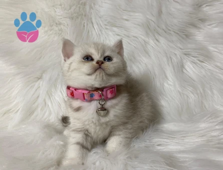 British Shorthair Silver Dişim2 Aylık