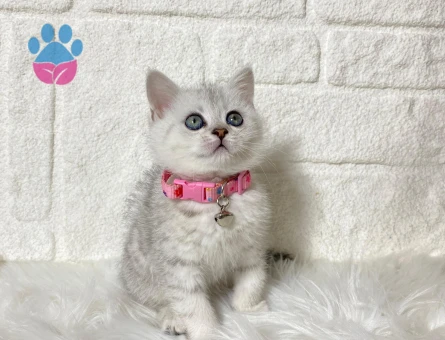 British Shorthair Silver Dişim2 Aylık