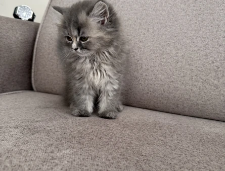 2 Aylık British Longhair Yavrularımıza Yuva Arıyoruz - 4910