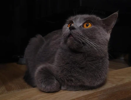 3 Yaşında British Shorthair Kedim Yuva Arıyor - 4913