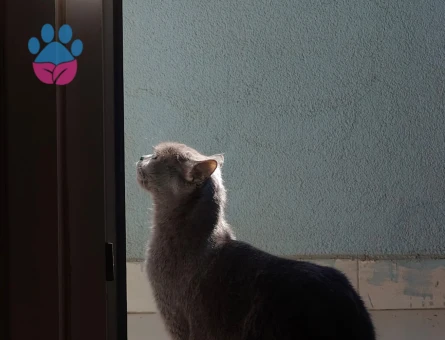 3 Yaşında British Shorthair Kedim Yuva Arıyor