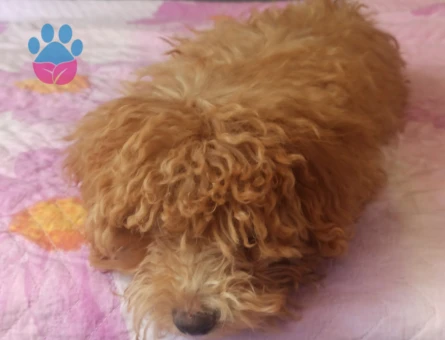 Köpeğimizi sahiplendiriyoruz