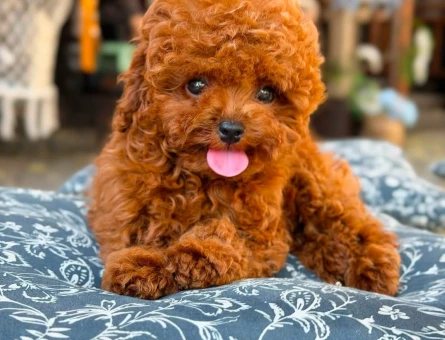 En güzel Red Brown Poodle Bebekler - 4916