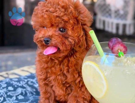 En güzel Red Brown Poodle Bebekler