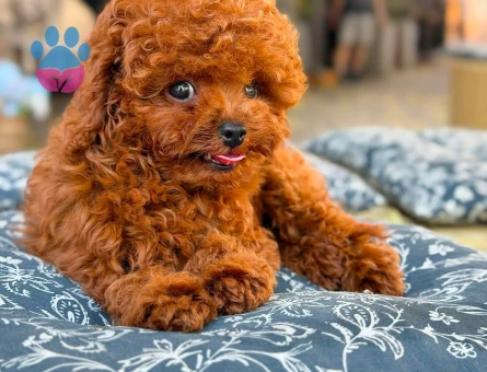 En güzel Red Brown Poodle Bebekler