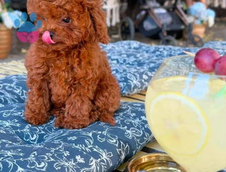 En güzel Red Brown Poodle Bebekler