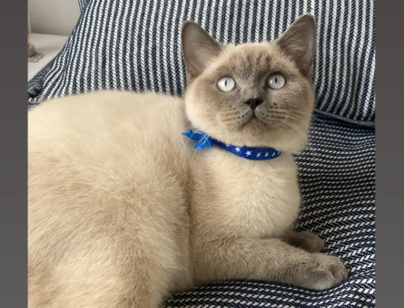 British Shorthair 1 Yaşında Yuva Arıyor - 4917