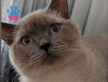 British Shorthair 1 Yaşında Yuva Arıyor