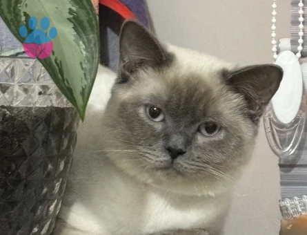 British Shorthair 1 Yaşında Yuva Arıyor