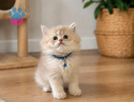 Karamelli British Longhair Erkek 2 Aylık - 4919