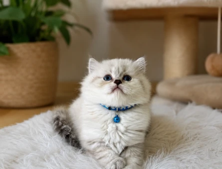 British Longhair Erkek Göz Alıcılı Güzellik - 4920