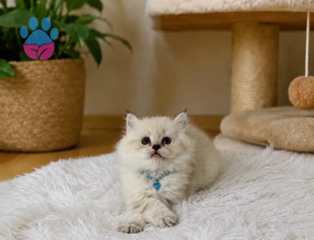 British Longhair Blue Point Erkek Yavrumuz - 4921