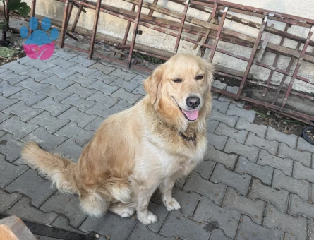 2,5 yaşında dişi golden