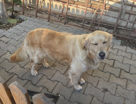 2,5 yaşında dişi golden - 4926