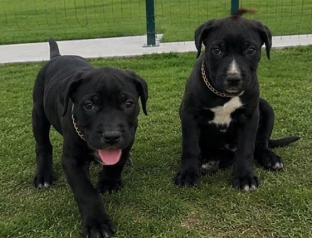 Cane corso yavrularımız - 4934