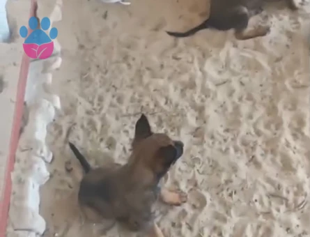 Orijinal Belçika kurdu yavrular ırk sağlık garantili
