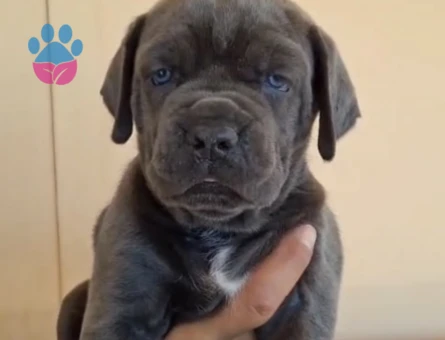 Orijinal cane corso - 4941