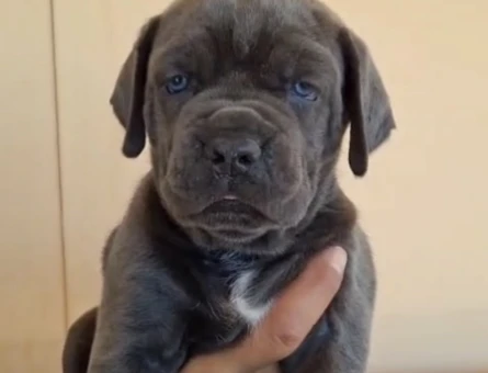 Orijinal cane corso - 4941