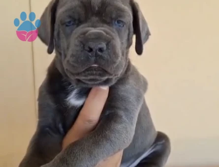 Orijinal cane corso