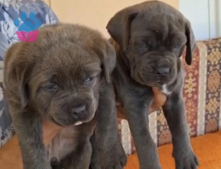 Orijinal cane corso