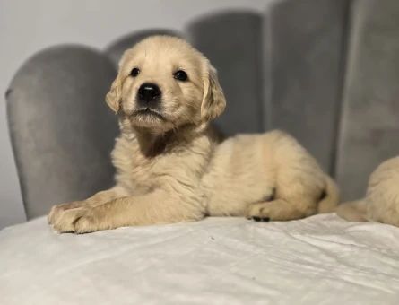 Orijinal golden retriever - 4942