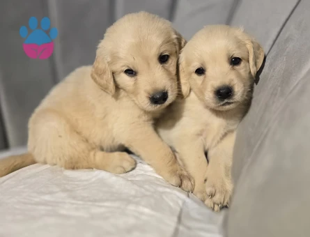 Orijinal golden retriever
