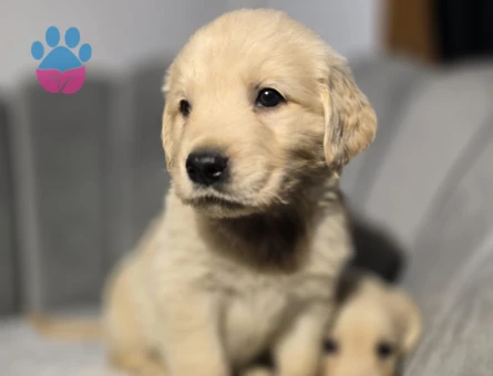 Orijinal golden retriever