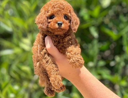 Orijinal toy poodle - 4944