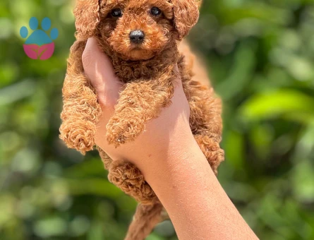 Orijinal toy poodle